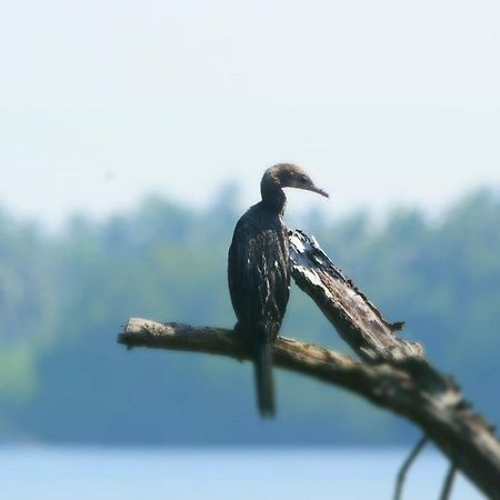 Sethra Villa Бентота Экстерьер фото
